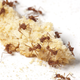 Illustration for article titled Insects In New York City Eat An Astounding Amount of Our Food Waste